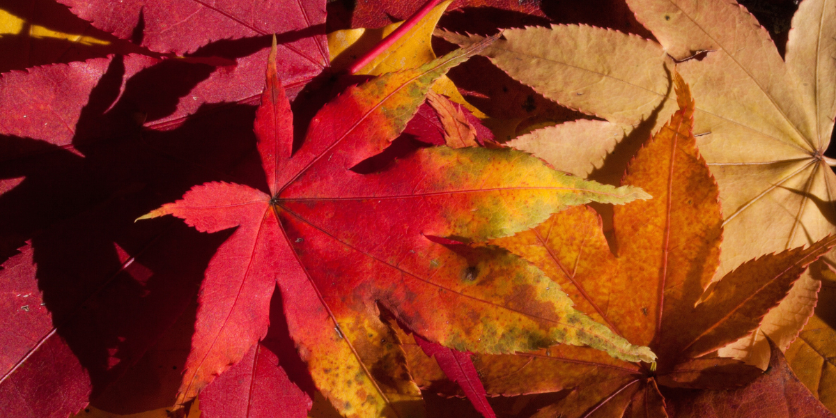 Autumn Leaves